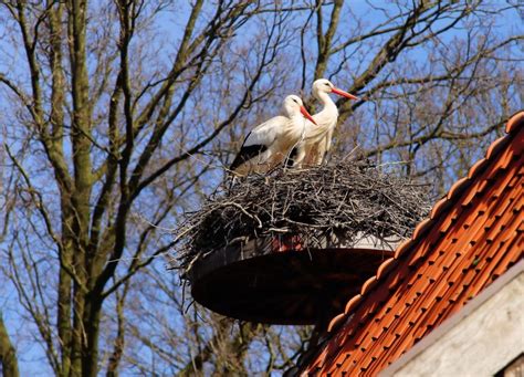 Armenia's White Storks | Natural History Museum