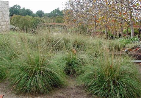 Muhlenbergia ringens | Ring Muhly | 20 Seeds