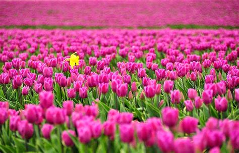 Gambar Arti Bunga Tulip Berdasarkan Warnanya Gambar Pink Background ...