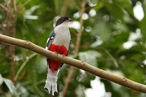 cuba national bird and flower - As Wonderful Account Photography