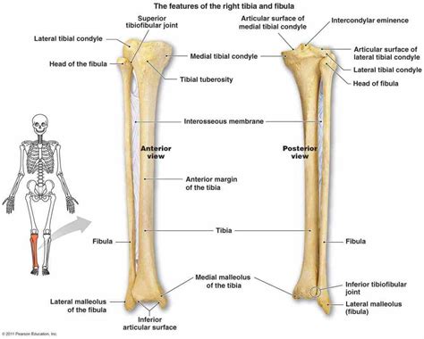 Anatomy Femur Patella Tibia Fibula Foot Bones And Bone Markings | My XXX Hot Girl