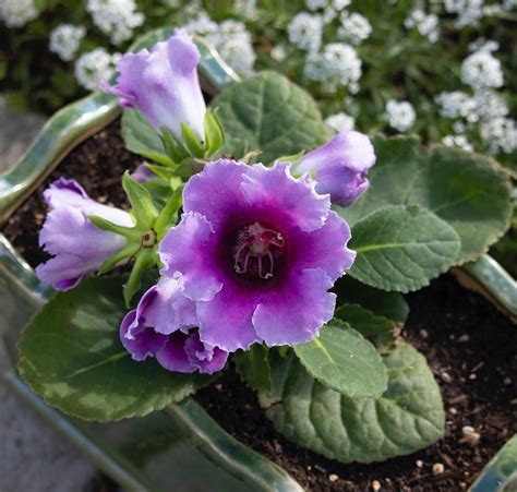 It seems like forever since I’ve had a gloxinia so I grabbed it on sight and got it in a ...