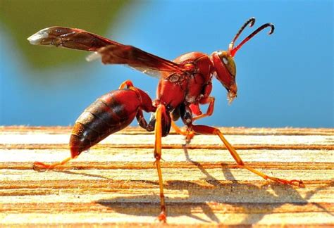 Red Wasps | How Dangerous Are They? - Pest Samurai