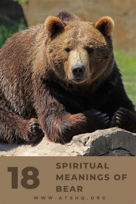 Bear Symbolism: 18 Spiritual Meanings Of Bear