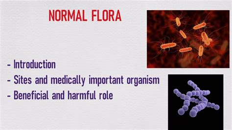 NORMAL FLORA- BENEFICIAL AND HARMFUL ROLE (Microbiology 1) - YouTube