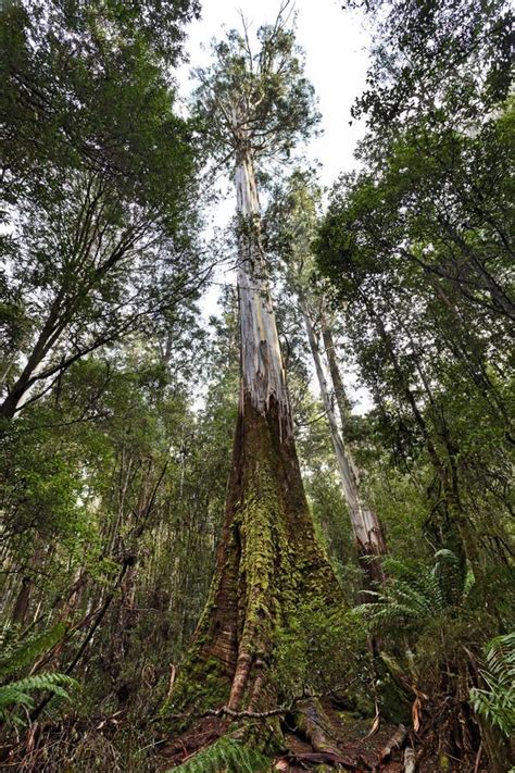 Tasmania Mt Field Tall Tree Vertical Stock Image - Image: 44271087