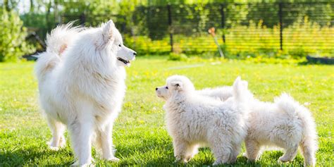 Giant Samoyed Puppies