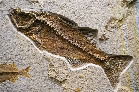 Why Are Fossils Only Found In Sedimentary Rocks? - Rock Seeker