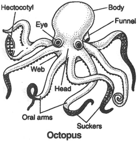 Octopus External Anatomy