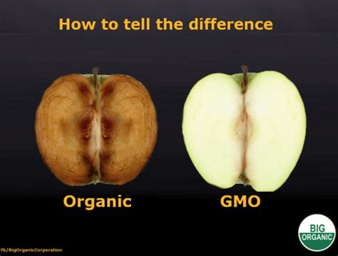 Big Organic Strikes Again: How to spot the dreaded GMO apple - Genetic Literacy Project