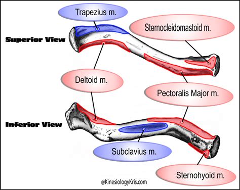 The Clavicle Bone – KinesiologyKris.com