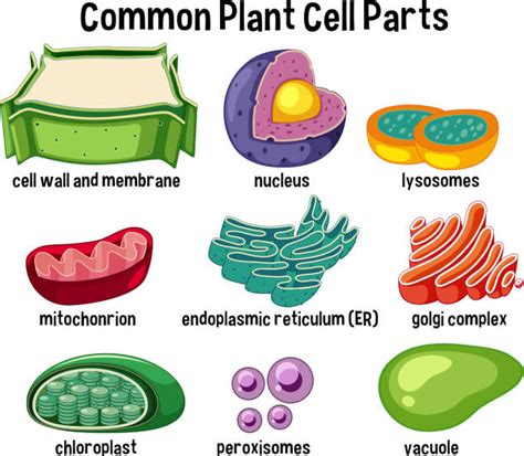 Vacuole Illustrations, Royalty-Free Vector Graphics & Clip Art - iStock