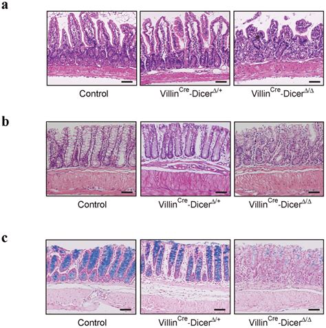 Phenotypic changes in the intestine of untreated Villin Cre-Dicer D/D... | Download Scientific ...