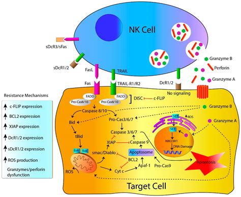 IJMS | Free Full-Text | Mechanisms of Apoptosis Resistance to NK Cell ...