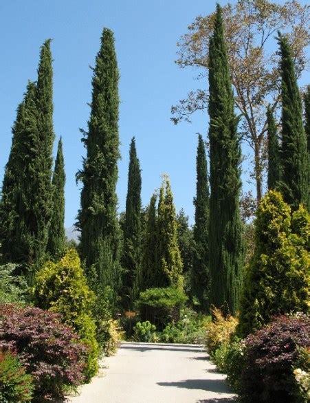 Los Angeles Arboretum - Hot Gardens.net