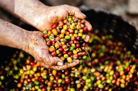 Going beyond cafés: Transparent and community-driven coffee farming | F ...