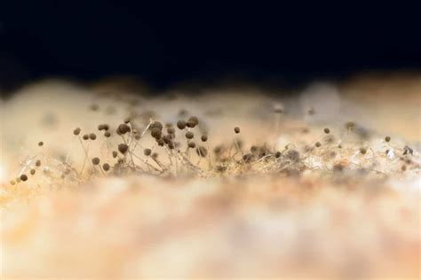 What do Mold Spores Look Like? Can you see them?