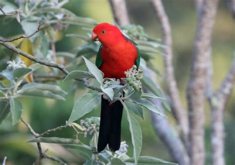 Australian King Parrot - Aviculture Hub