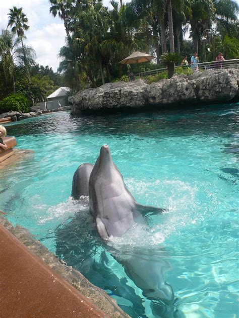 Seaworld Dolphin Encounter #3 | Michael Gray | Flickr