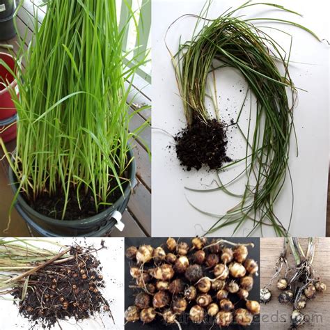 Cyperus Esculentus Chufa Tiger Nut Roots Tubers Seeds | Fair Dinkum Seeds