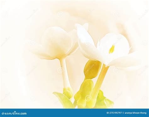 Creamy White Flowers, Beautiful, Sweet, Bright, on a Light Creamy White Background. Stock ...