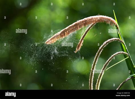 Wind Pollination