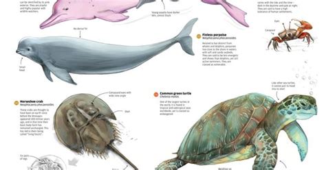 Hong Kong's Rare & Endangered Marine Life - Not all infographics ...