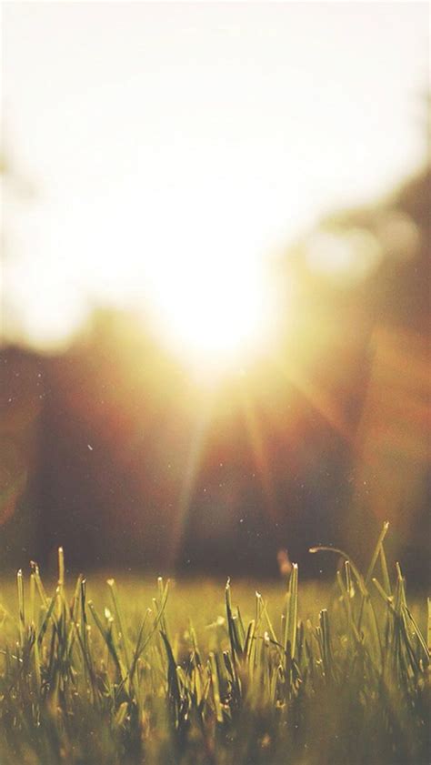 Nature Front Yard Sunshine iPhone 5s Wallpaper Download | iPhone Wallpapers, iPad wallpapers ...