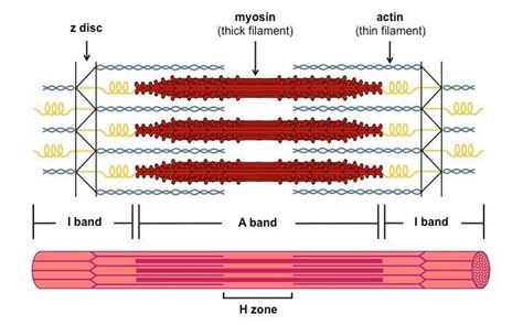 Draw the diagram of a sarcomere of skeletal muscle showing different regions. - Brainly.in