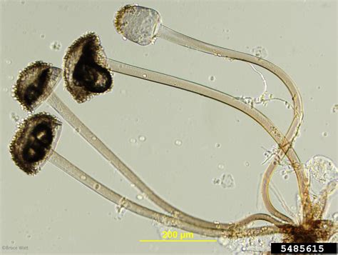 bread mold (Rhizopus stolonifer (Ehrenb.) Vuill.)