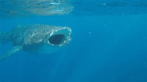 Isla Mujeres Whale Shark Tour - Captain Whale Shark