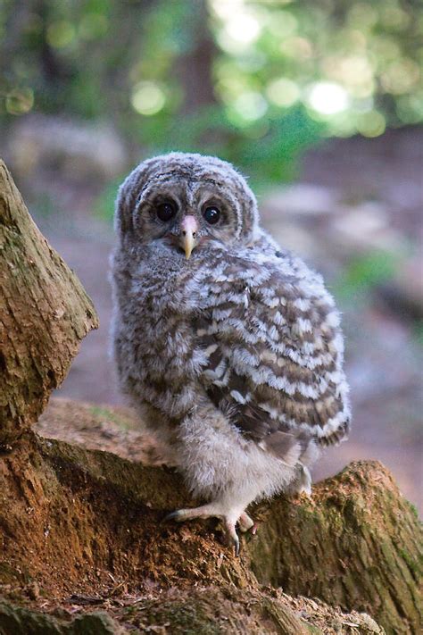 Baby Barred Owl Photograph by Naman Imagery