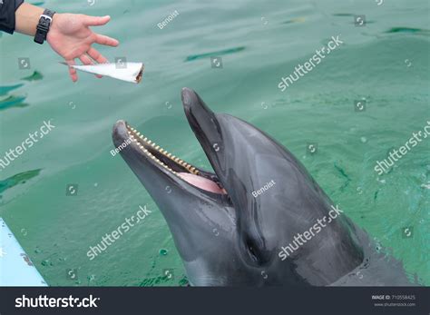 1,539 Dolphin Feeding Images, Stock Photos & Vectors | Shutterstock