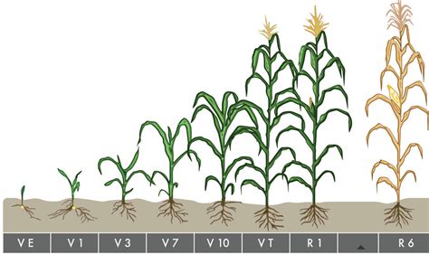 Determining Corn Growth Stages | Crop Science US