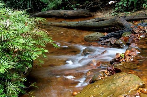 Free Brunei Tropical Rainforest Stock Photo - FreeImages.com