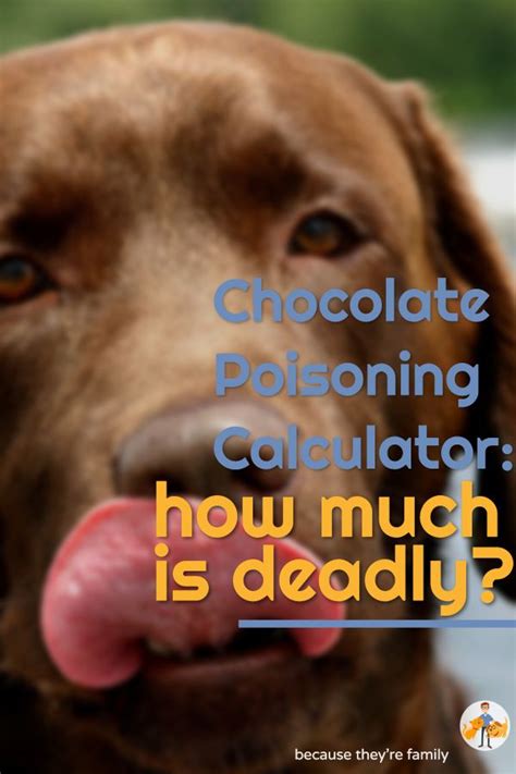 Chocolate Poisoning Calculator - How Much Will Kill YOUR Dog! — Our Pet ...