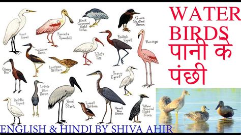 Water Birds Name in English and Hindi with picture by Shiva Ahir - YouTube