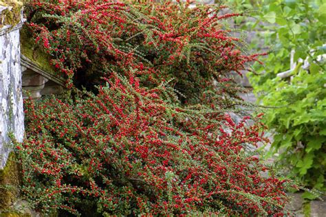 How to Grow and Care for Rock Cotoneaster Shrubs