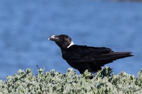 White-Necked Raven - Wildlife Den - South African And Australian ...