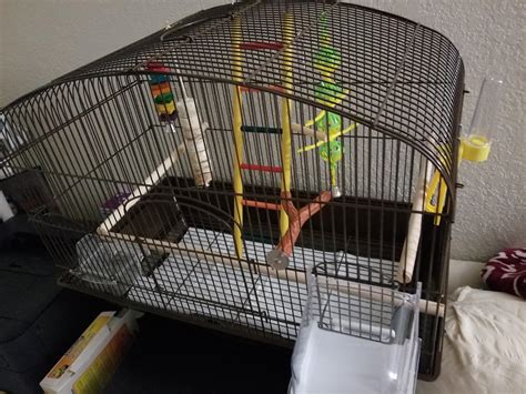 Is my cage setup okay? First time budgie owner. : r/budgies