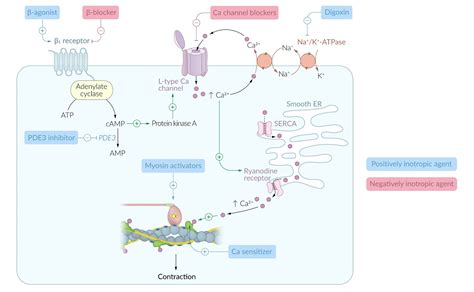 Atenolol Mechanism Of Action Famous Brand | gbu-presnenskij.ru