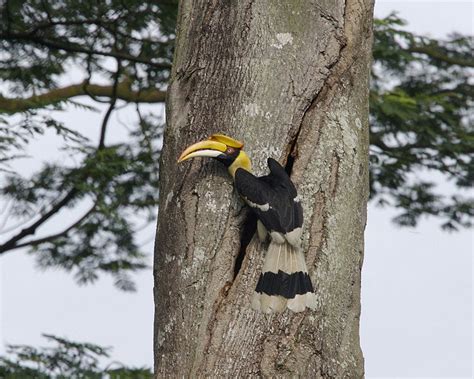 Hornbill - Great Indian Hornbill Information for Kids