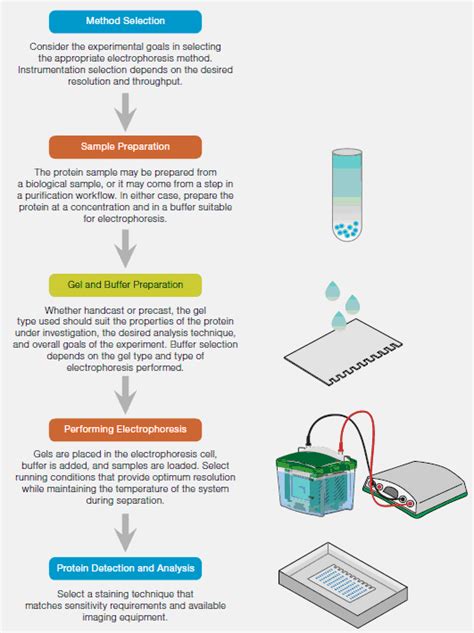 Introduction to Protein Electrophoresis | LSR | Bio-Rad