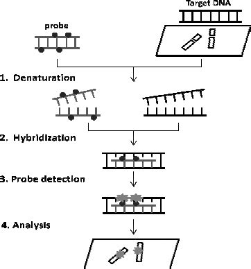 Basic steps of fluorescent in situ hybridization technique. If the... | Download Scientific Diagram