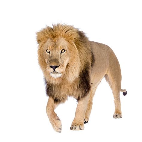 Lion White Background Pictures, Images and Stock Photos - iStock