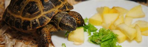 What Do Pet Turtles Eat: Everything You Need to Know