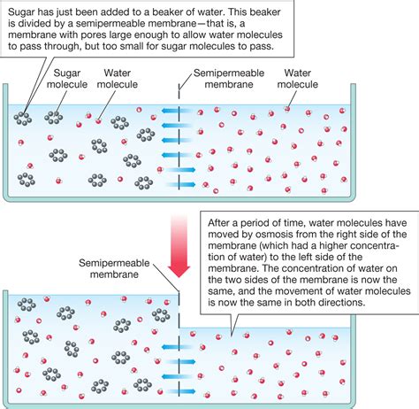 Cell Membrane Semi Permeable Structure : Functions and Diagram