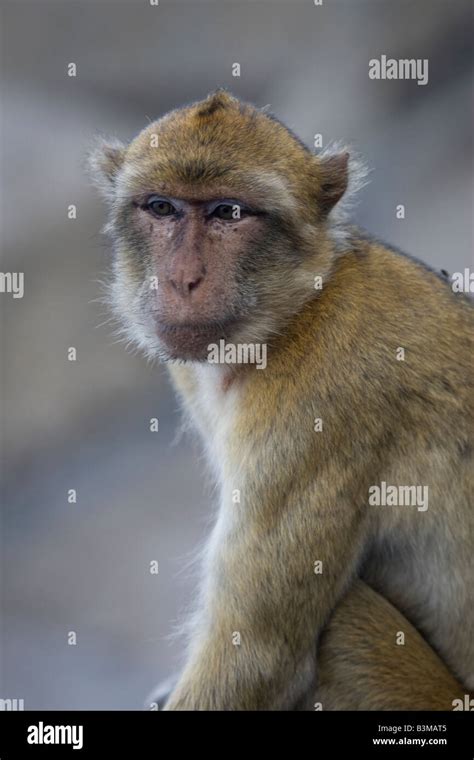 Barbary Ape, Gibraltar Stock Photo - Alamy