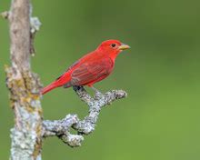 Summer Tanager On Tree Branch Free Stock Photo - Public Domain Pictures