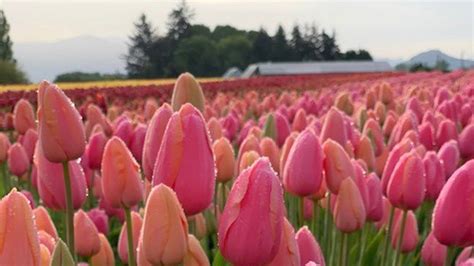 Chilliwack Tulip Festival returns as largest in British Columbia ...